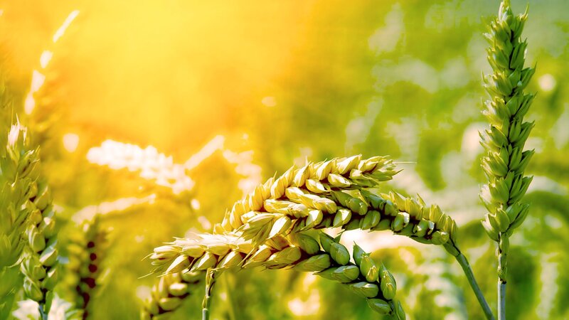 Wheat Ears in Field — Yellow, Serene