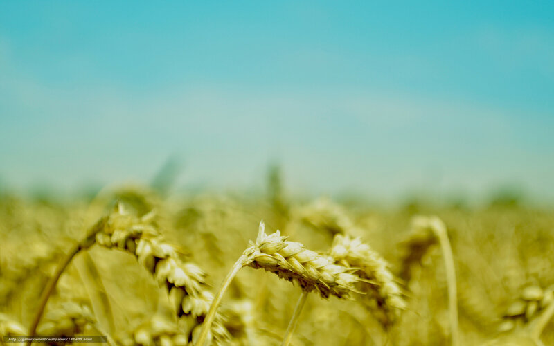 Wheat Ears in Field — Yellow