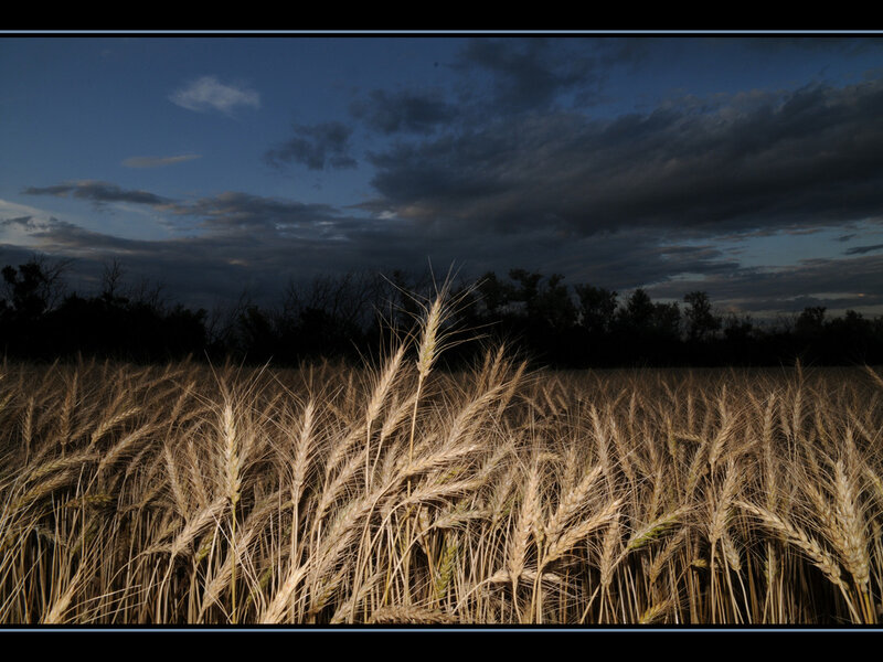 Wheat field at dusk