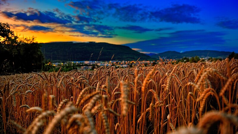 Wheat Field at Dusk — Blue, Dramatic, Sunset