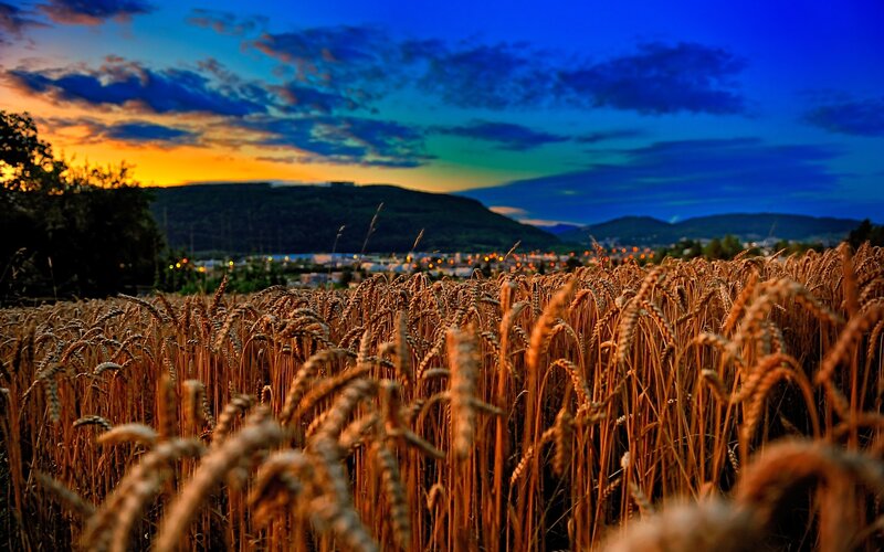 Wheat Field at Dusk — Blue, Dramatic