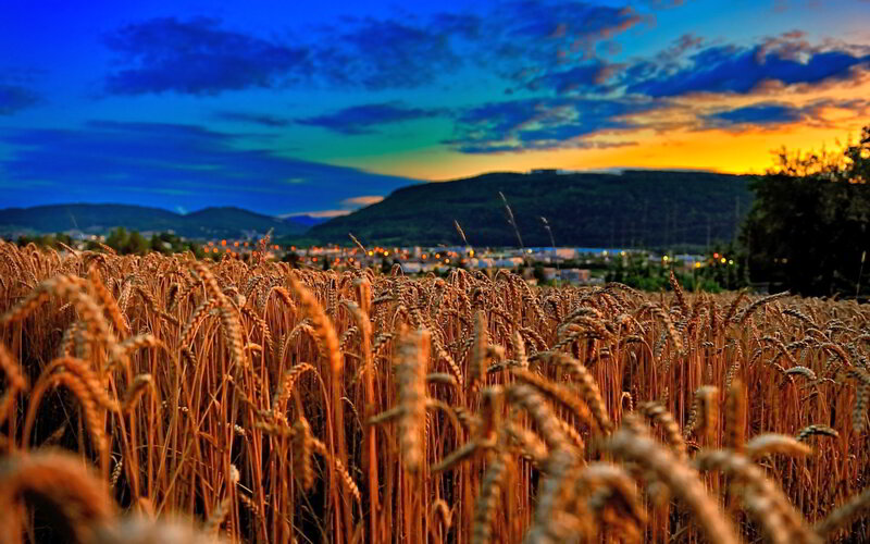 Wheat Field at Dusk — Blue