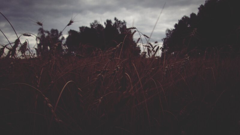 Wheat Field at Dusk — Brown