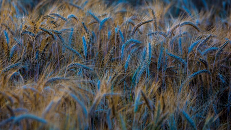 Wheat Field at Dusk — Gold, Serene, Sunset
