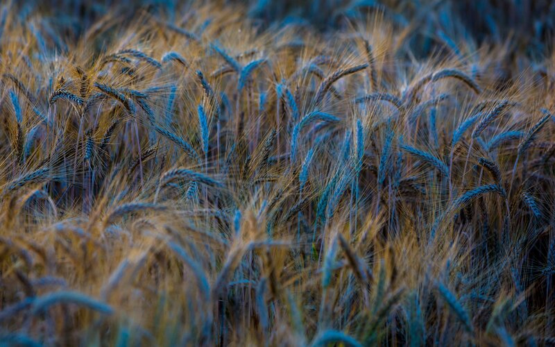 Wheat Field at Dusk — Gold, Serene