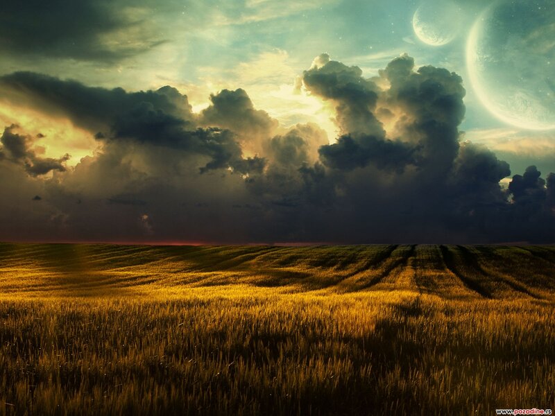 Wheat Field at Dusk — Gold