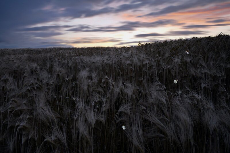 Wheat Field at Dusk — Gray