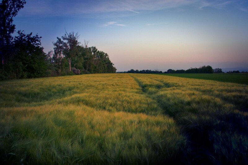 Wheat Field at Dusk — Green