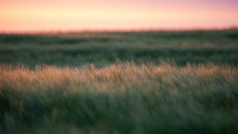 Wheat Field at Dusk — Pink