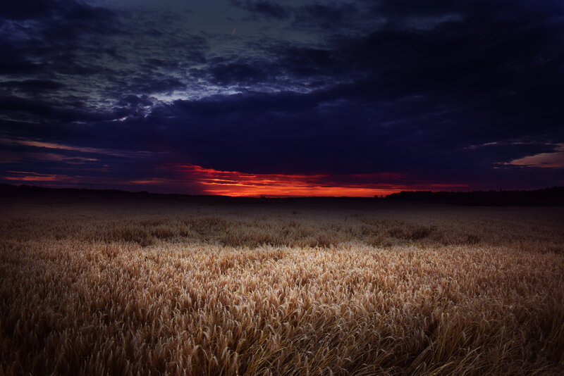 Wheat Field at Dusk — Purple, Dramatic