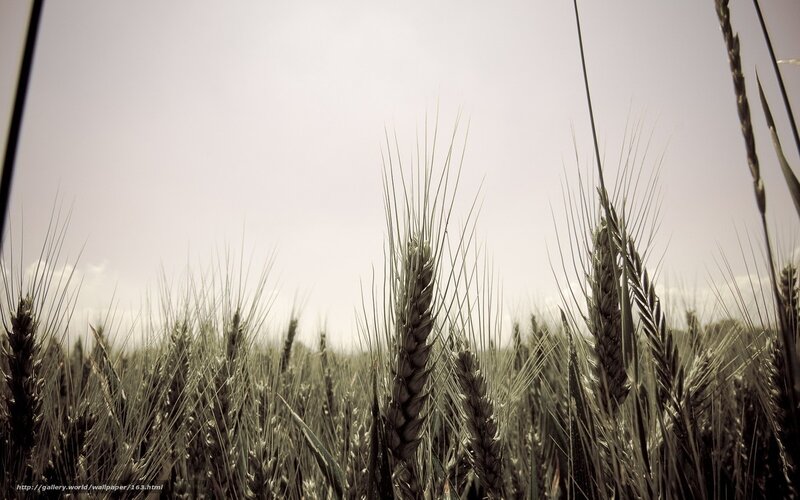 Wheat field at dusk