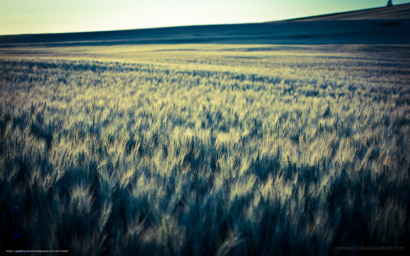 Wheat Field at Dusk — Yellow