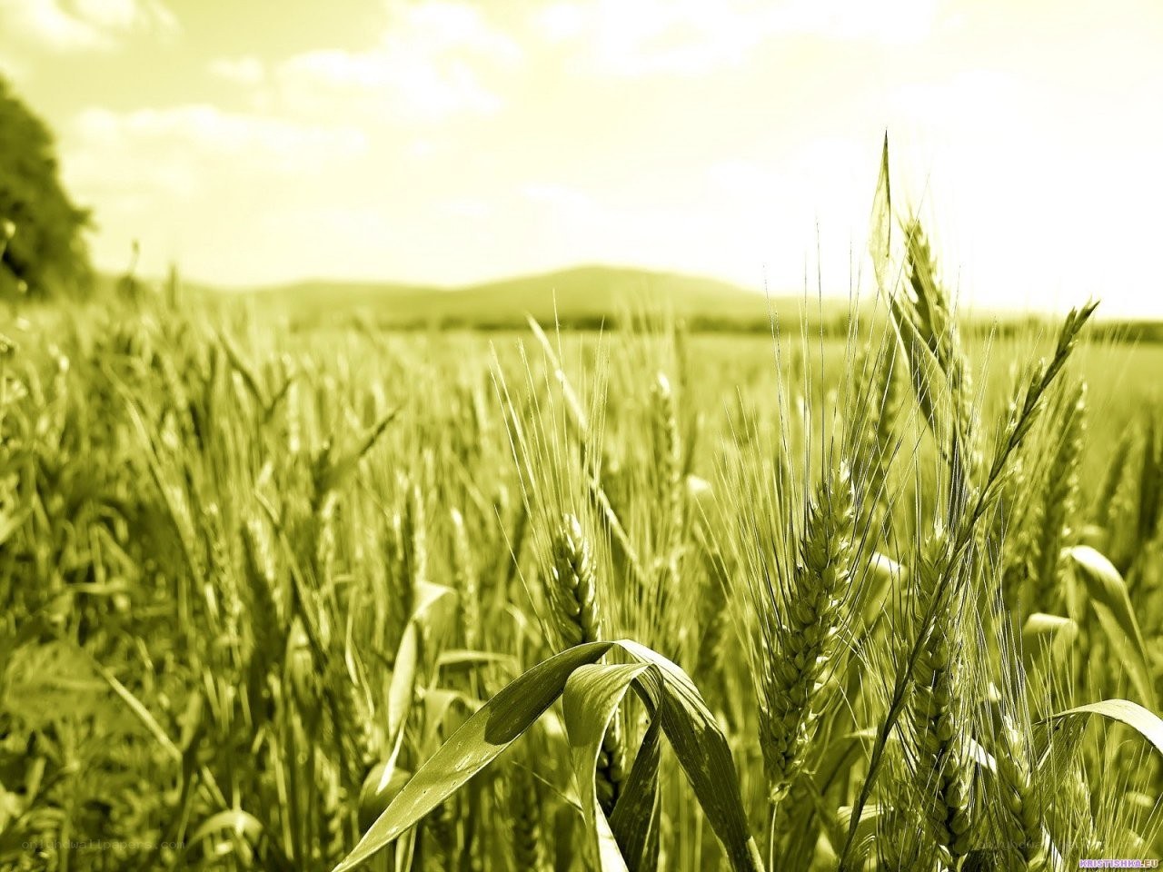 Wheat field at golden hour