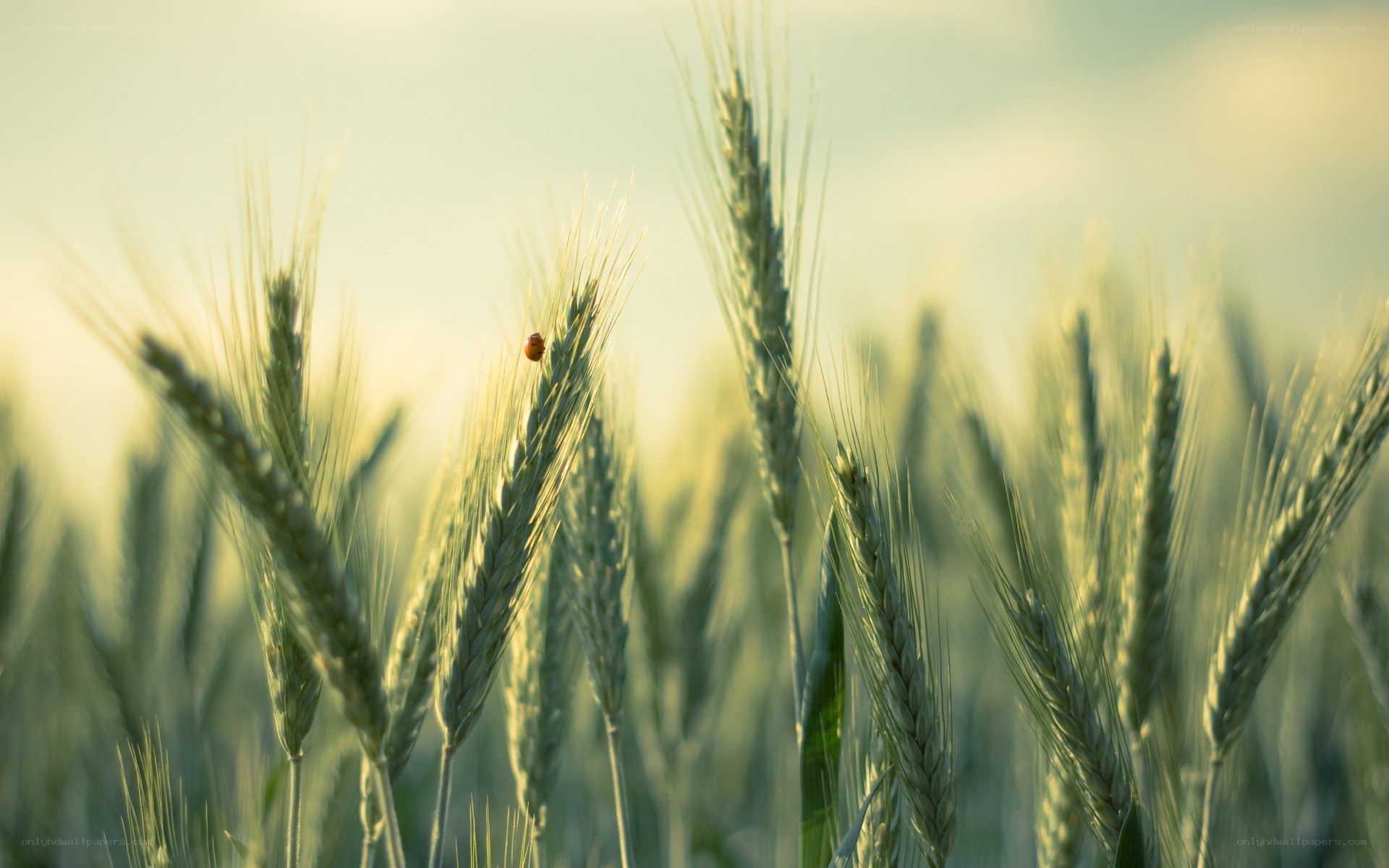 wheat field at golden hour
