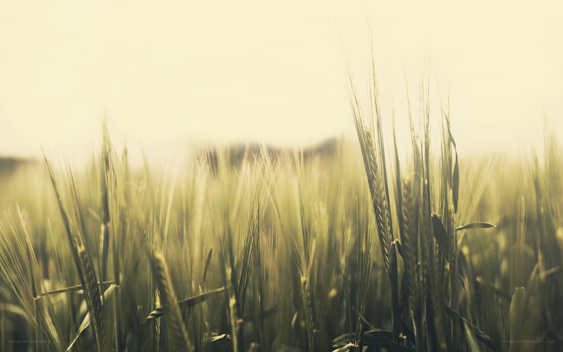 Wheat field at golden hour