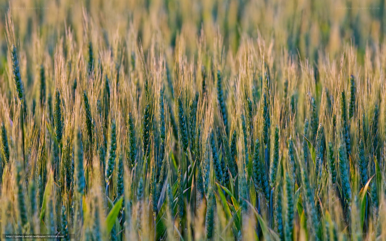Wheat field at golden hour