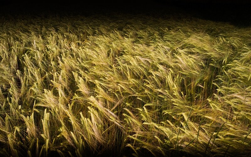 wheat field at night