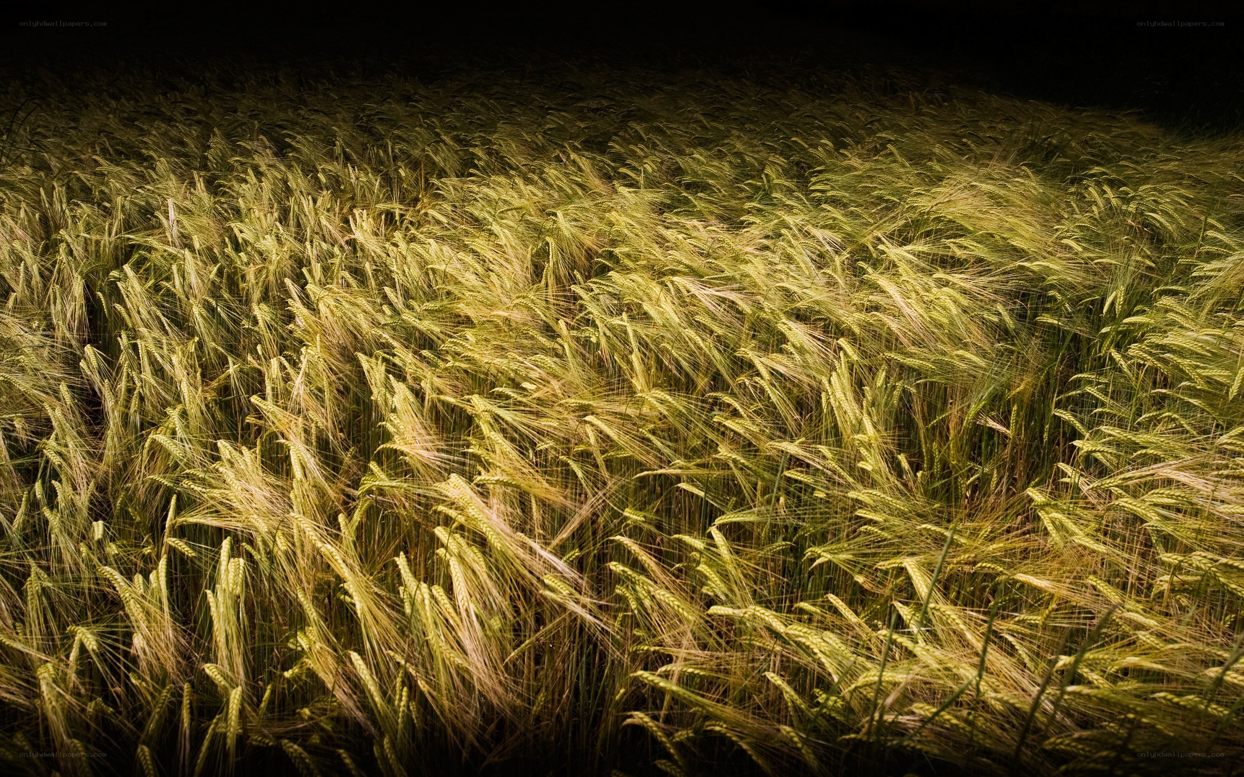 wheat field at night
