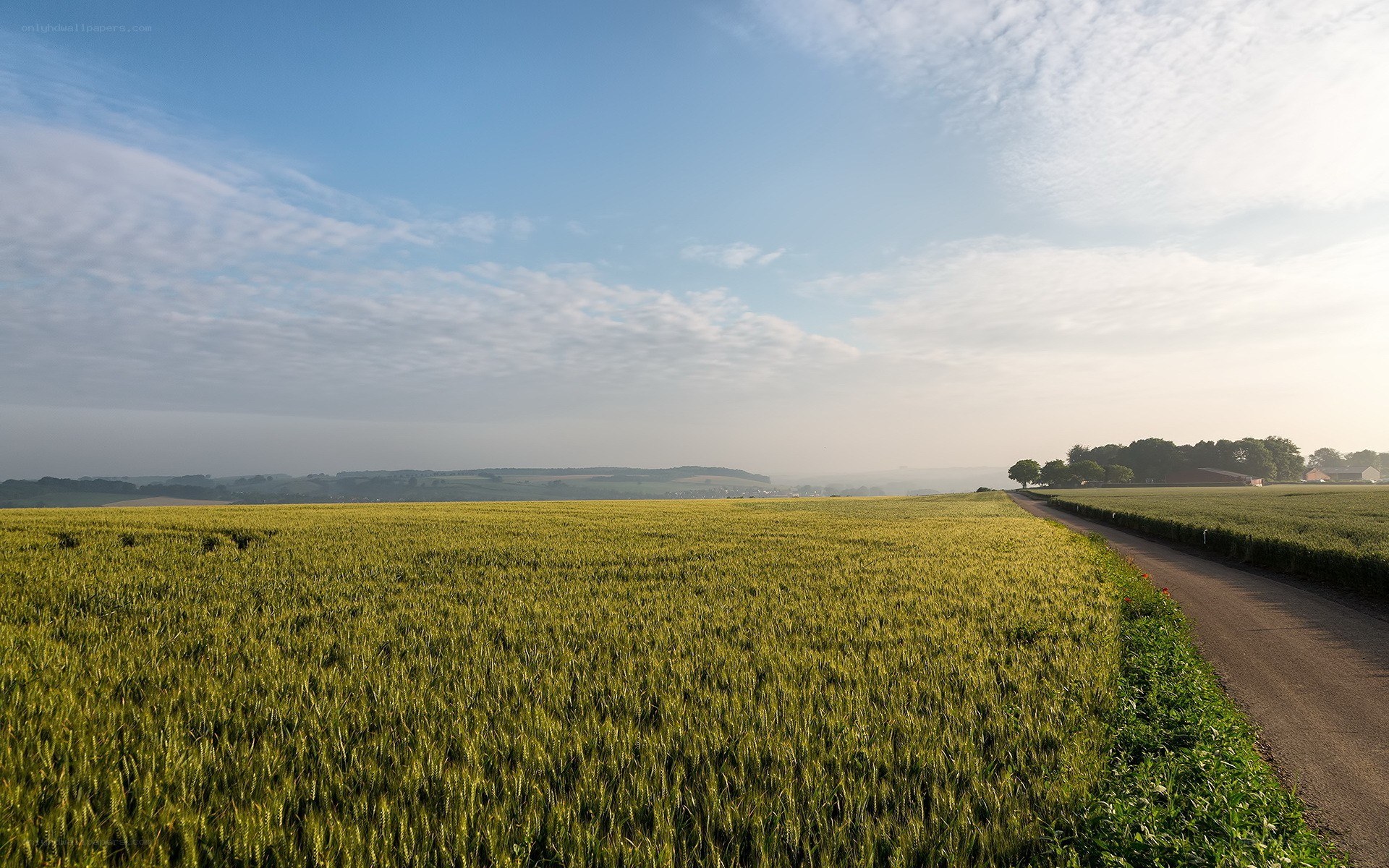 Wheat field at sunrise