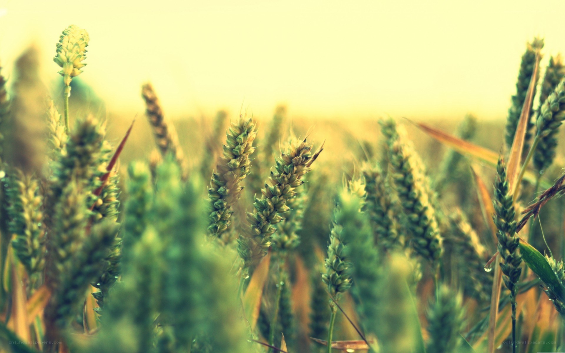 wheat field at sunrise