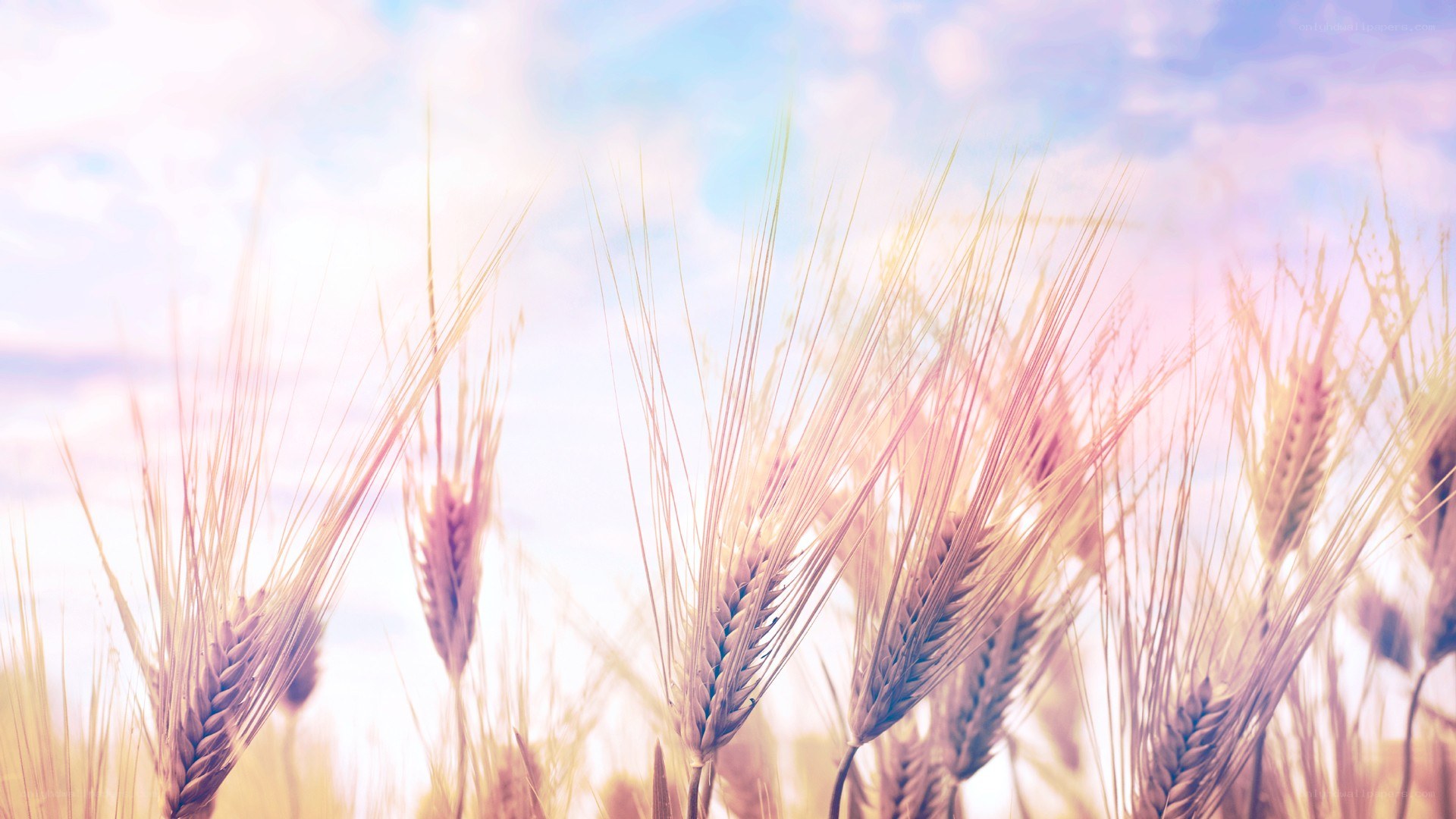 wheat field at sunrise