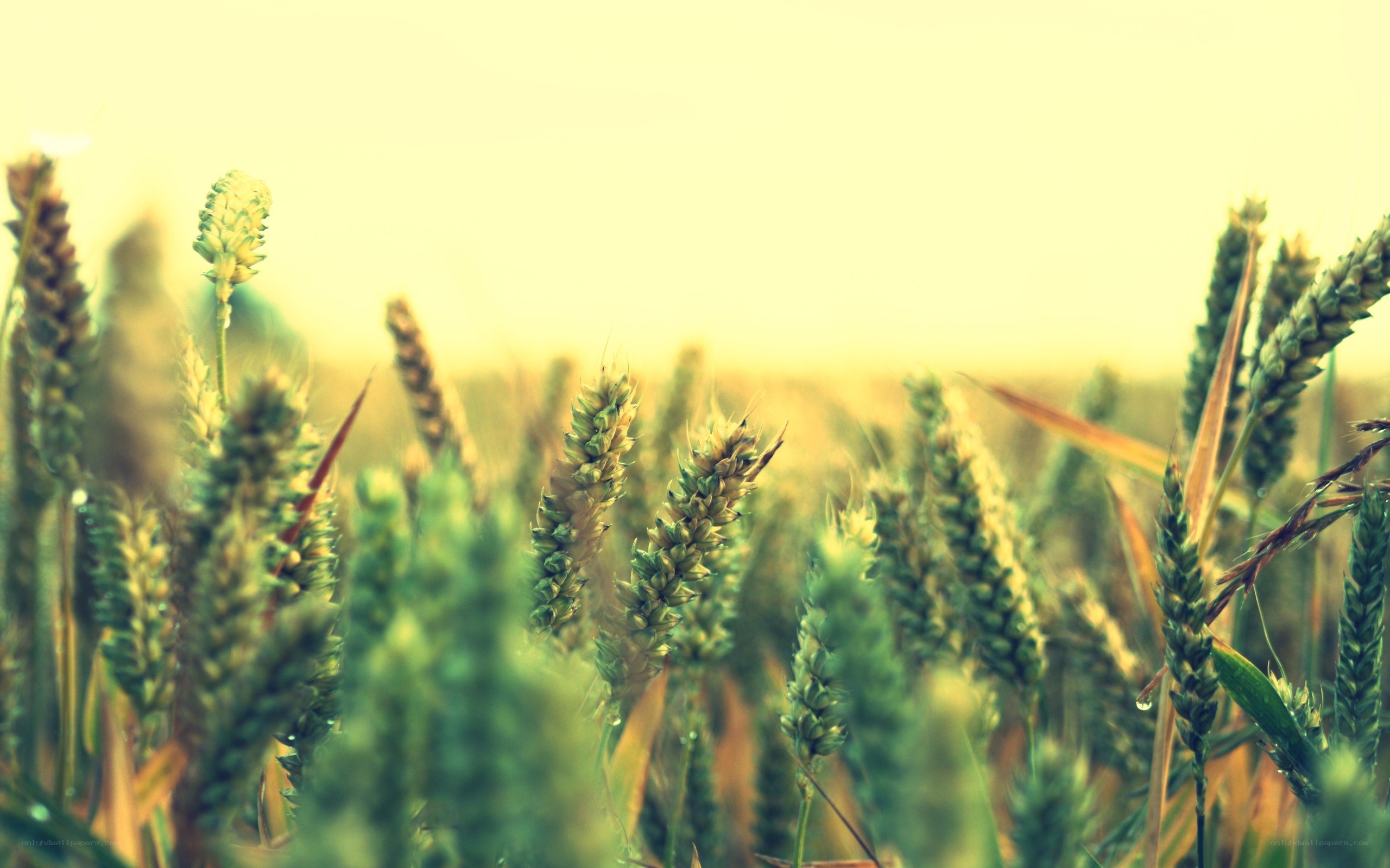 wheat field at sunrise