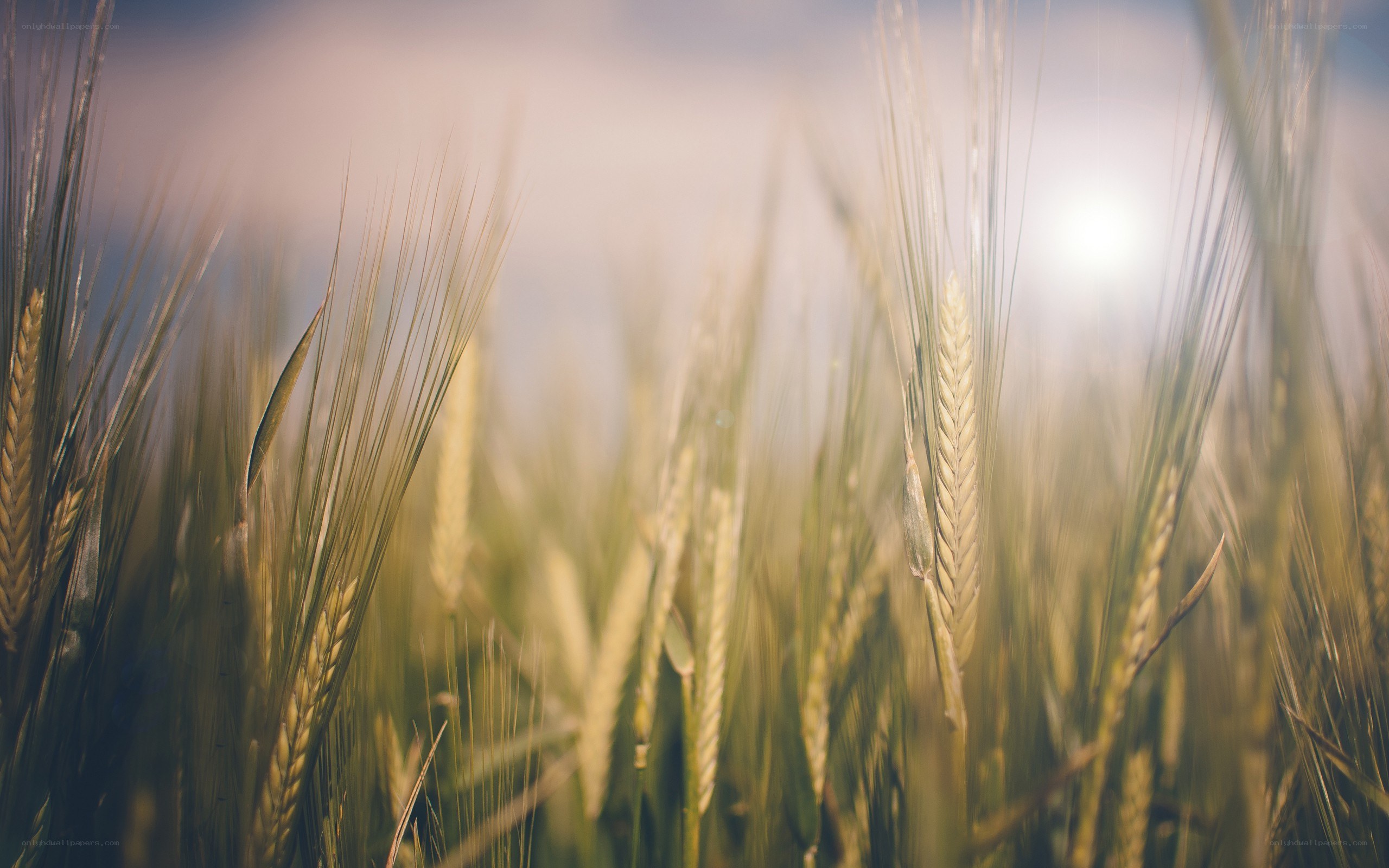 wheat field at sunrise