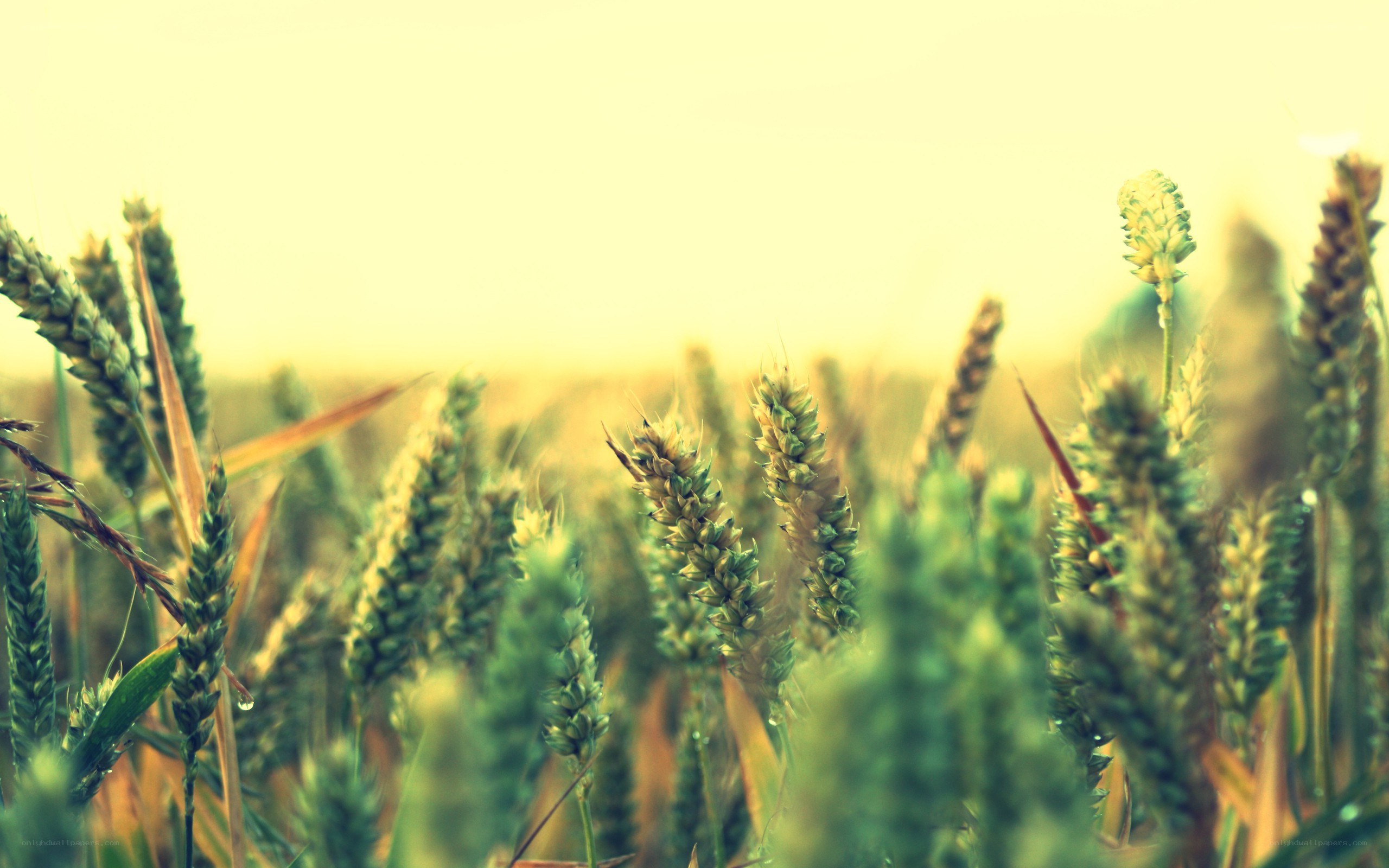 wheat field at sunrise