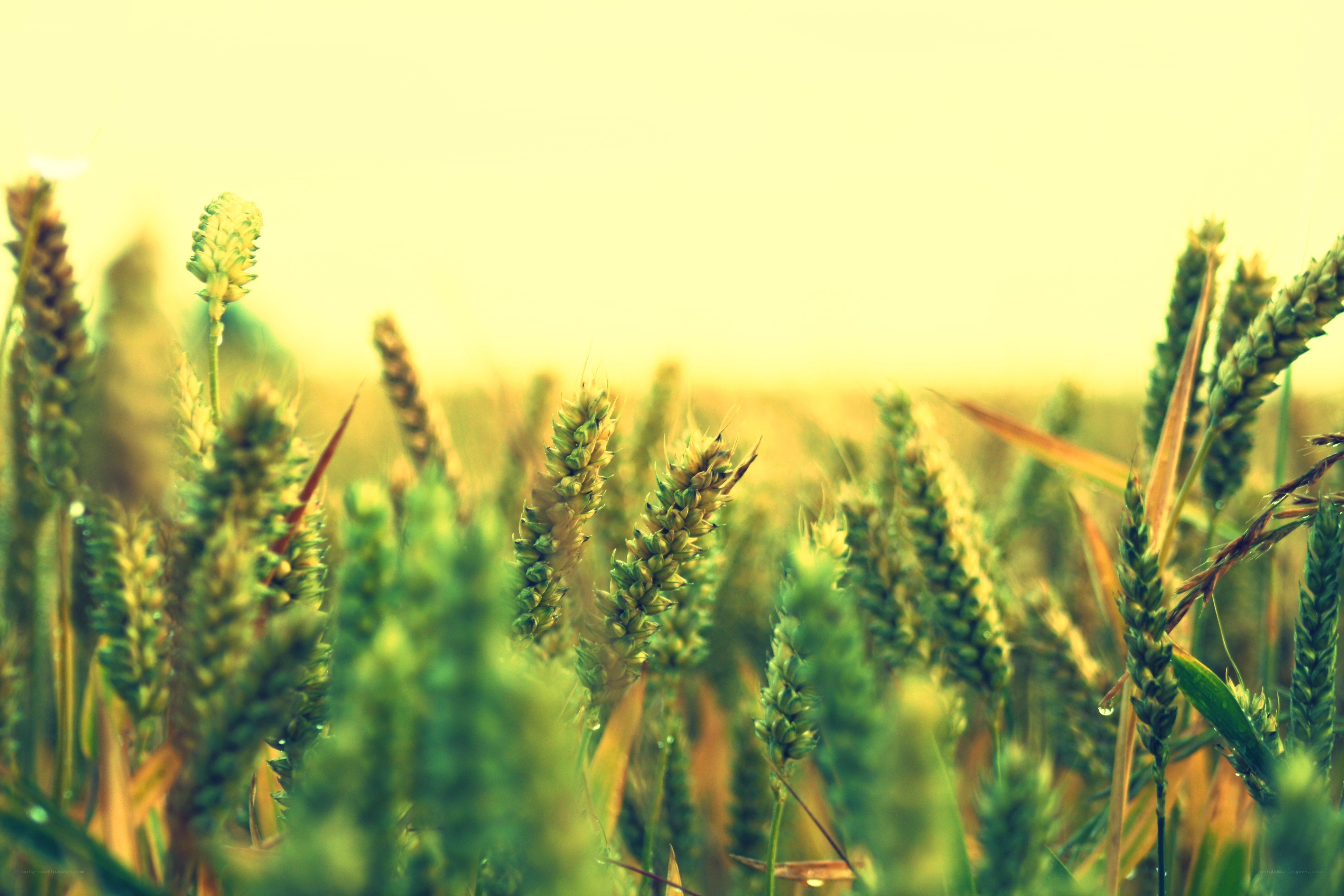 wheat field at sunrise