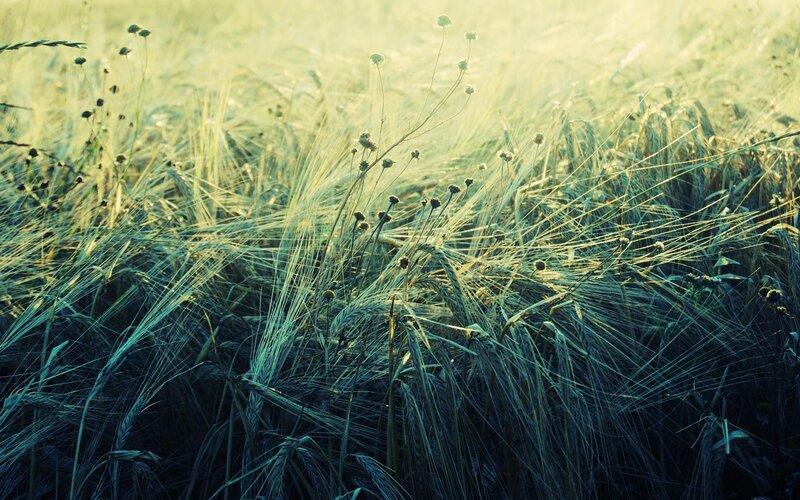 wheat field at sunrise