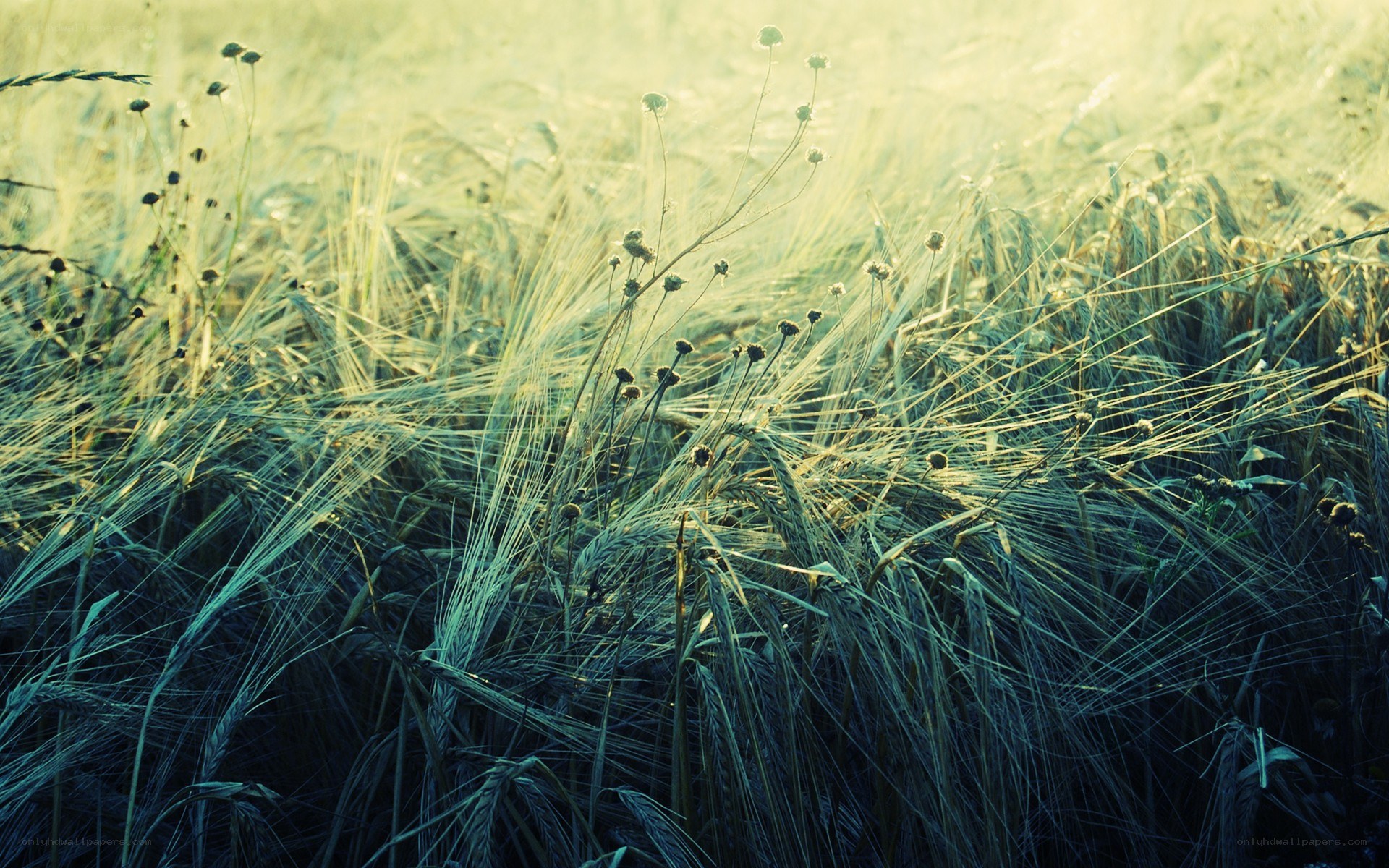wheat field at sunrise