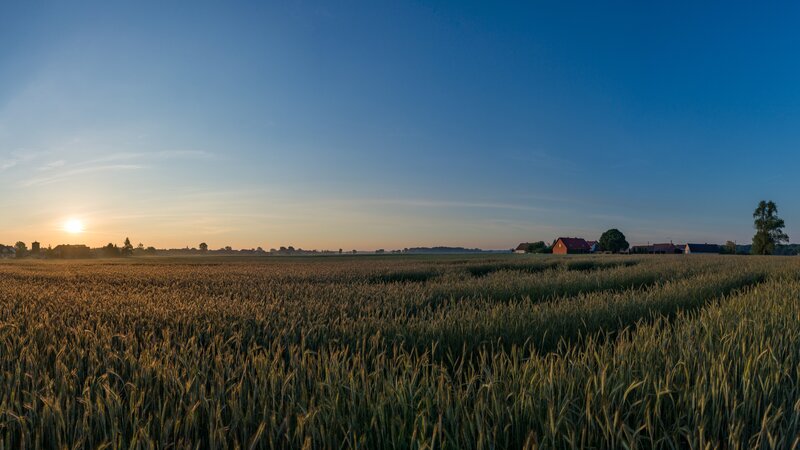 Wheat Field at Sunrise — Blue