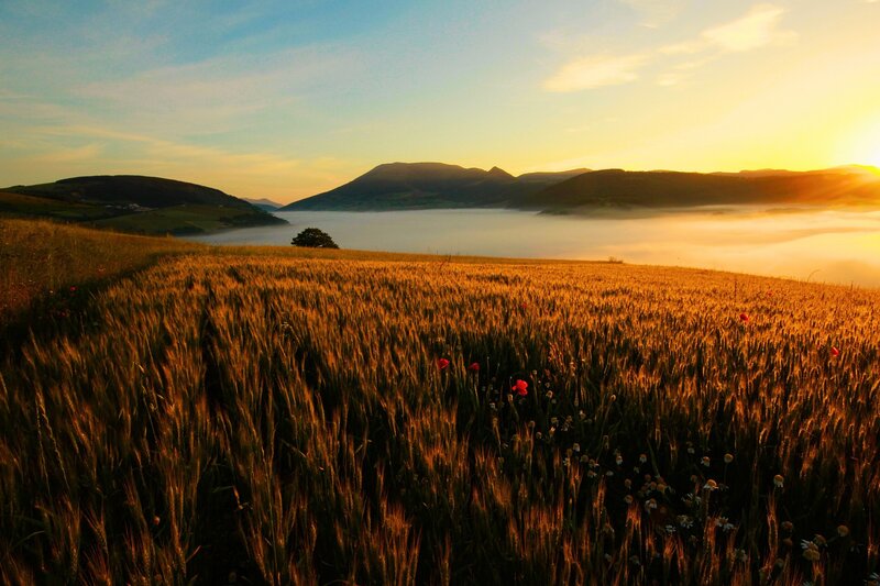 Wheat Field at Sunrise — Gold, Serene, Photograph, Mountains, Fog, Poppy Flowers, Blue