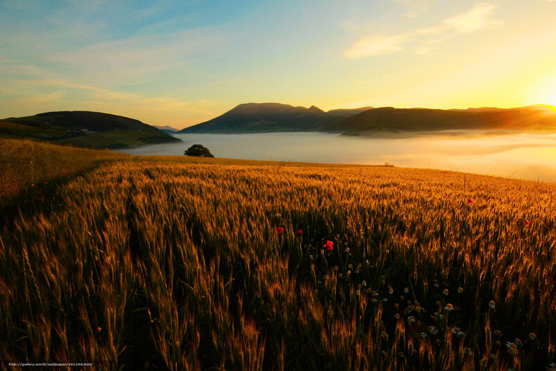 Wheat Field at Sunrise — Gold, Serene, Photograph, Mountains