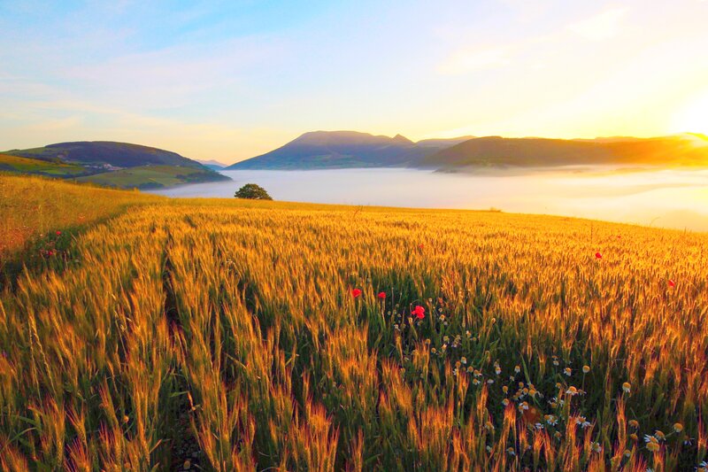 Wheat Field at Sunrise — Gold, Serene