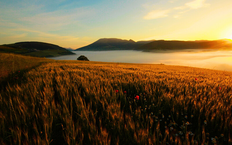 Wheat Field at Sunrise — Gold