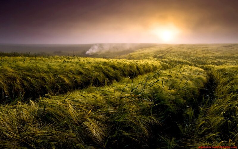 Wheat Field at Sunrise — Green, Dramatic