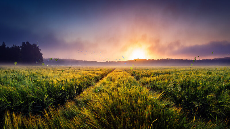 Wheat Field at Sunrise — Green, Serene, Photograph, Birds