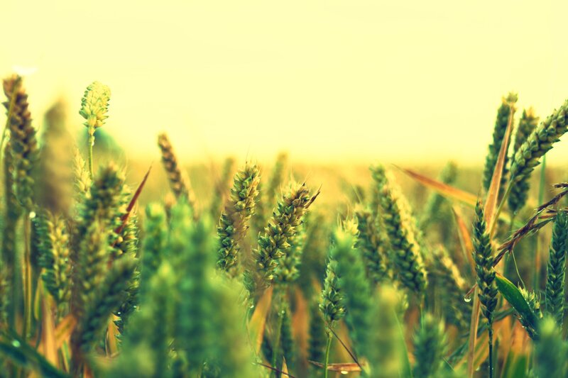 Wheat Field at Sunrise — Green, Serene, Photograph, Grain Heads
