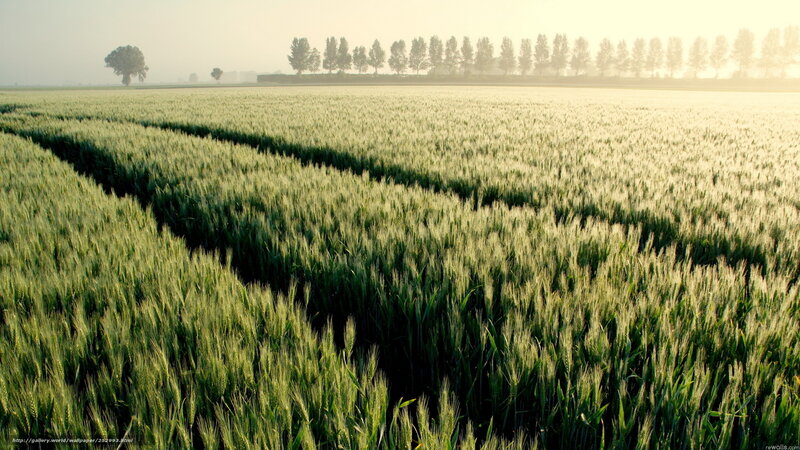 Wheat Field at Sunrise — Green, Serene