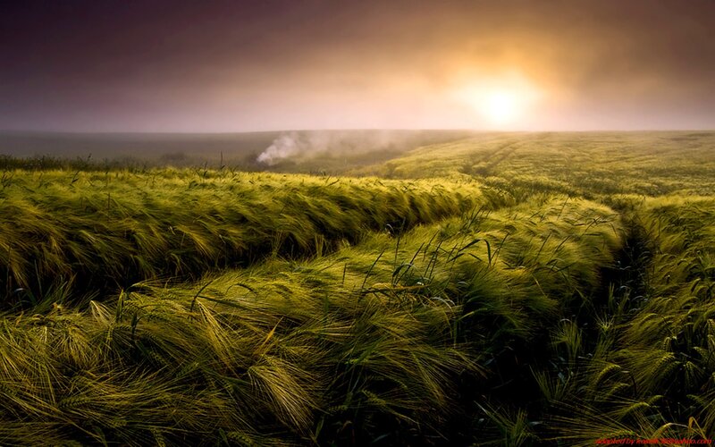 Wheat Field at Sunrise — Green