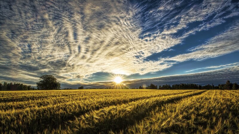 Wheat Field at Sunrise — Yellow