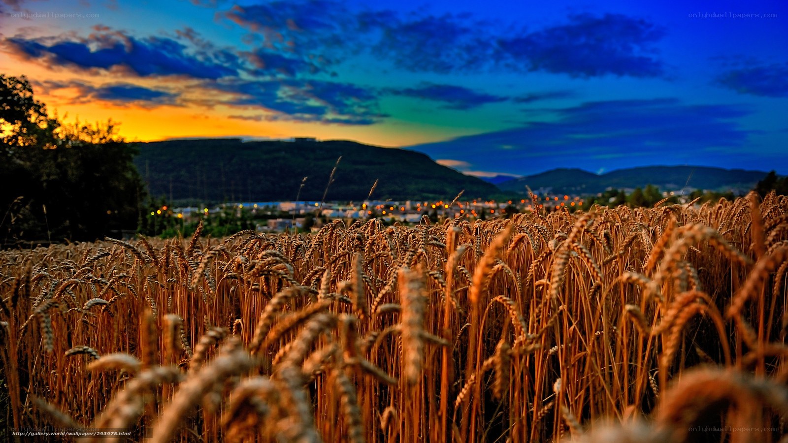 Wheat field at sunset