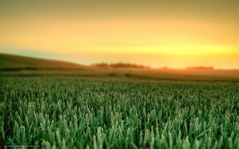 Wheat field at sunset
