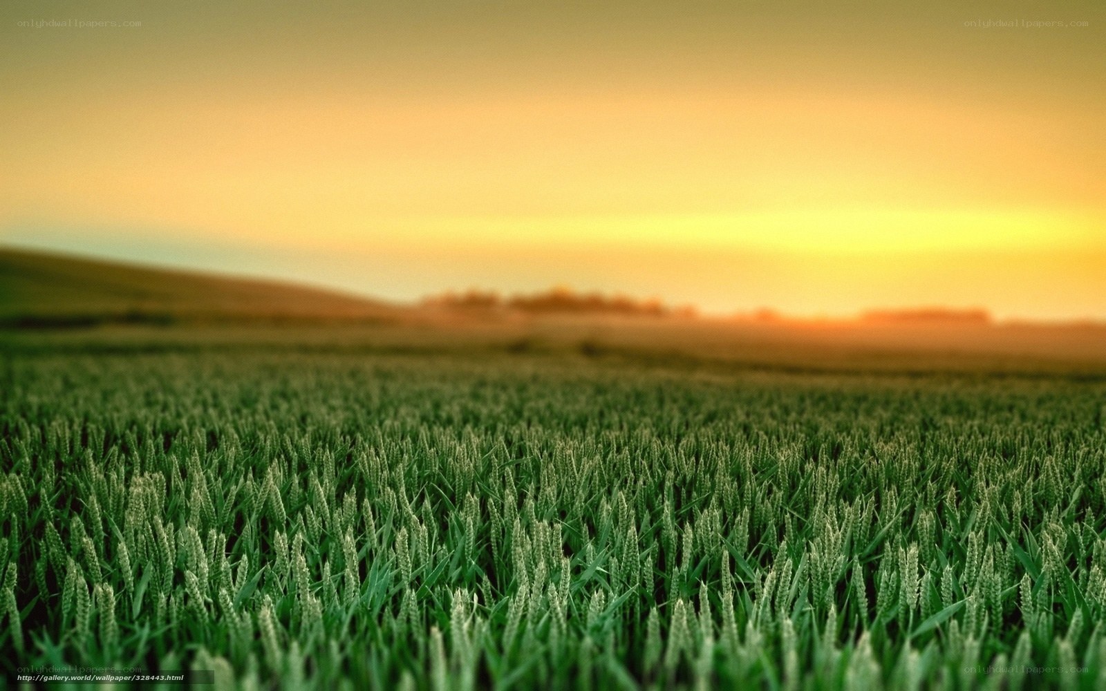 Wheat field at sunset