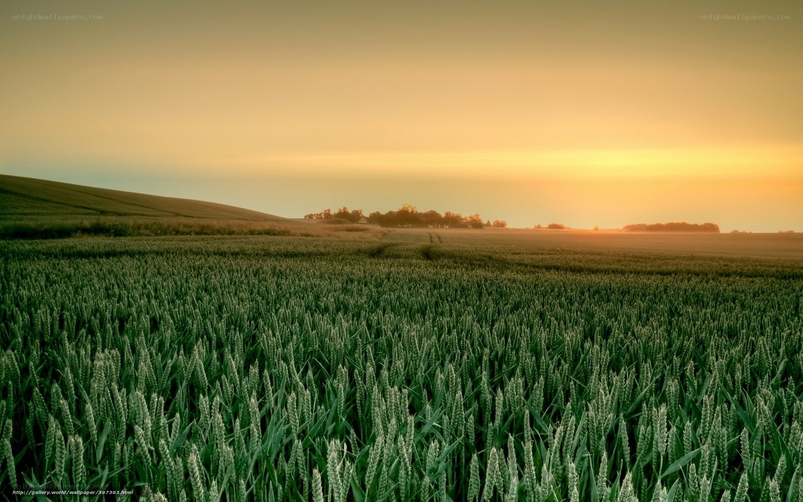 Wheat field at sunset