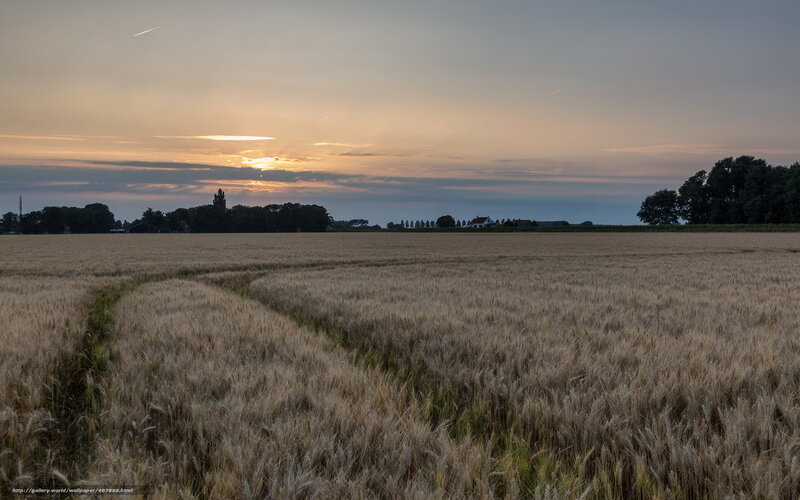 Wheat field at sunset