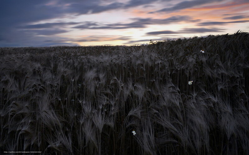 Wheat field at sunset