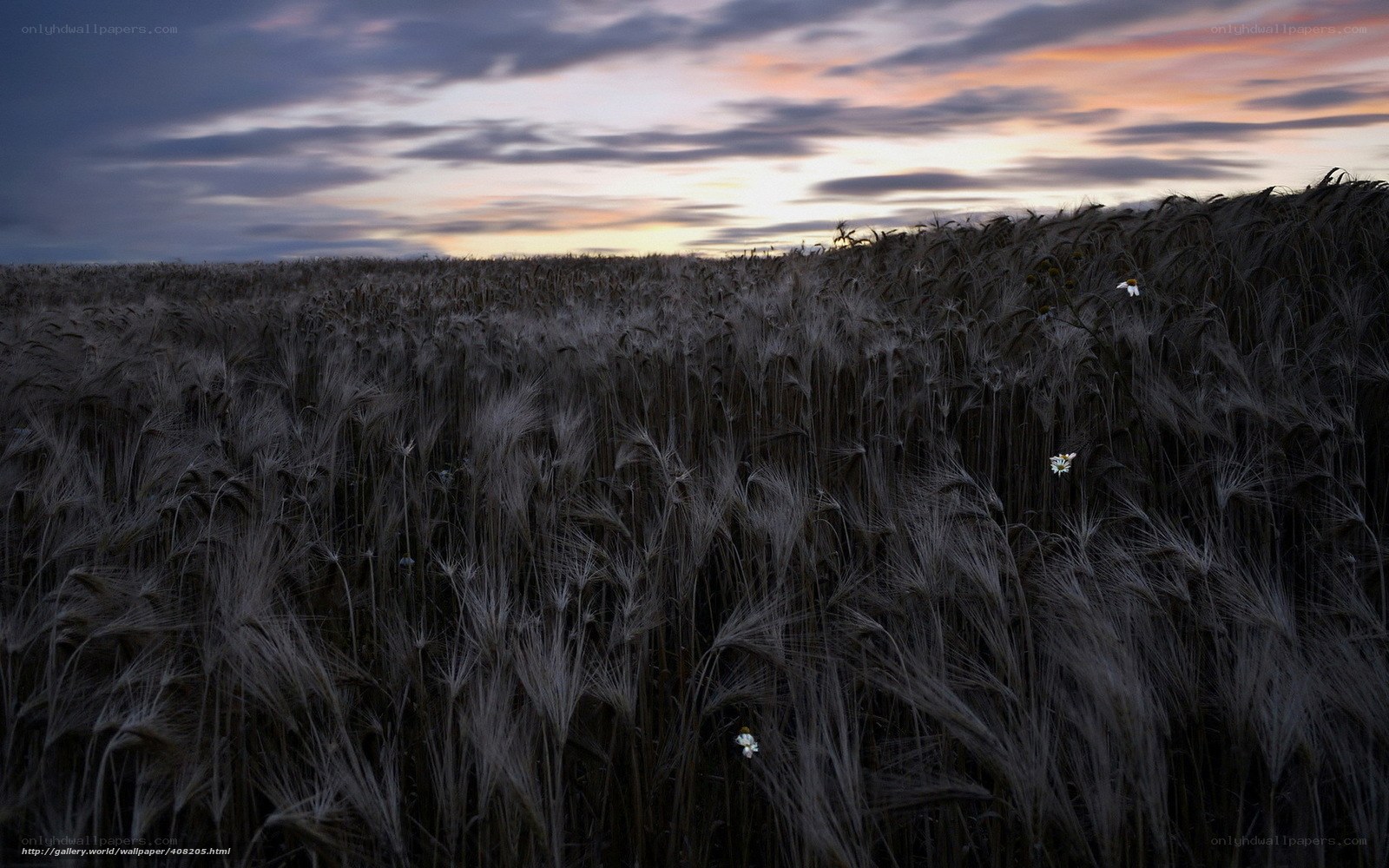 Wheat field at sunset