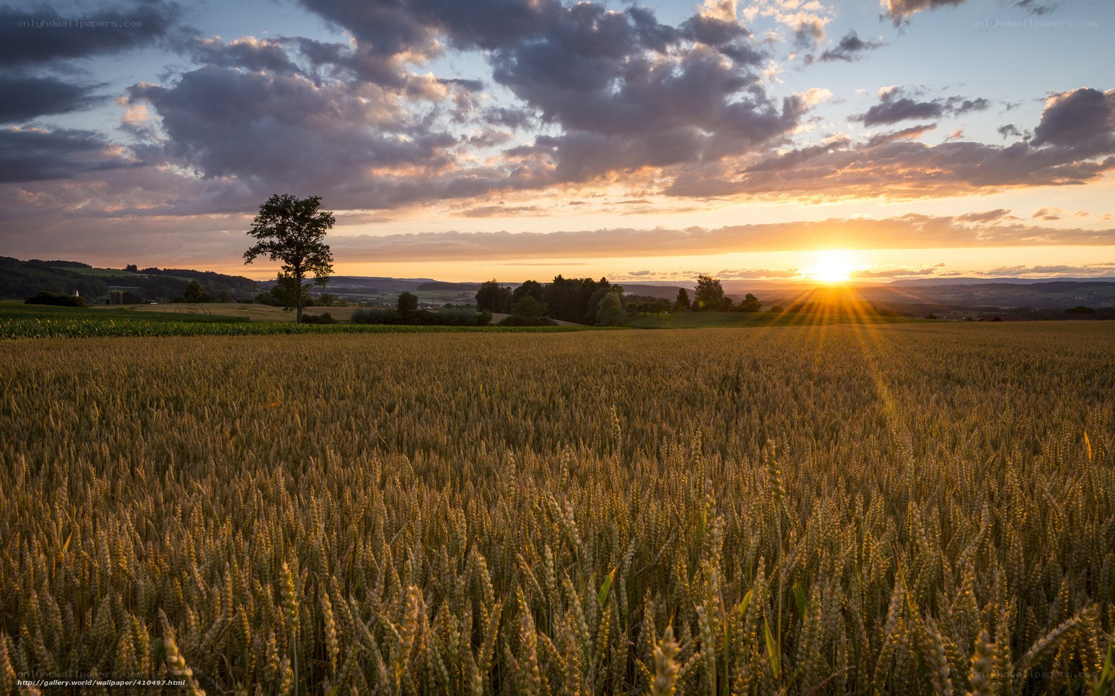 Wheat field at sunset